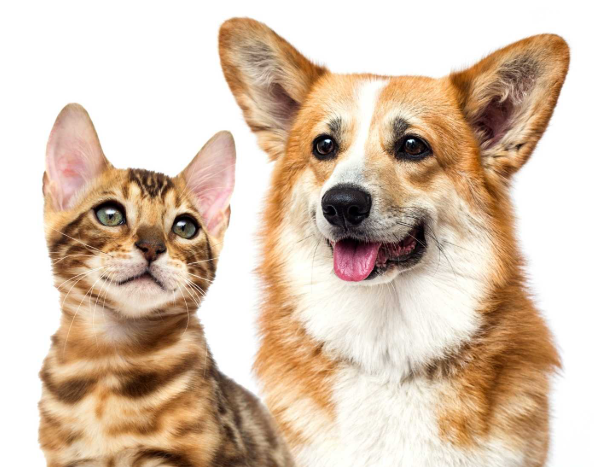 image illustrant un chien et un chat
